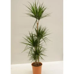 New 4 pieds de dracaena marginata en pot Ø 27 cm