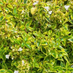 New Abelia Gamme Générale. Le pot de 4 litres