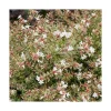 Best BOTANIC® Abelia Grandiflora Confetti en pot de 5 litres