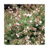 Sale BOTANIC® Abelia Grandiflora sparkling silver en pot de 3 litres