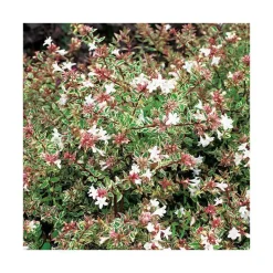 Sale BOTANIC® Abelia Grandiflora sparkling silver en pot de 3 litres
