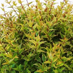 Hot BOTANIC® Abelia Magic Daydream. Le pot de 10 litres