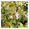 Outlet Abélia Grandiflora Kaleidoscope 50/60. Le pot de 10 litres