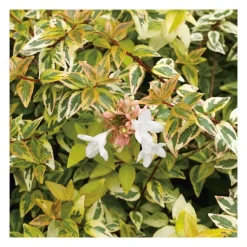 Best Abélia Grandiflora Kaleidoscope panaché 50/60. Le pot de 10 litres