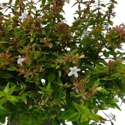 Online Abélia Grandiflora Kaleidoscope. Le pot de 3 litres