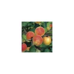 BOTANIC® Abricotier Bergeron. En racine nue, forme 1/2 tige