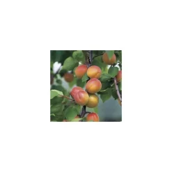 BOTANIC® Abricotier Luizet. Le pot de 15 litres, forme 1/2 tige