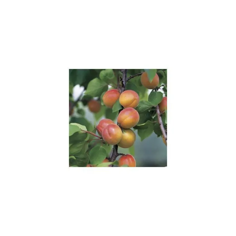 BOTANIC® Abricotier Luizet. Le pot de 15 litres, forme 1/2 tige