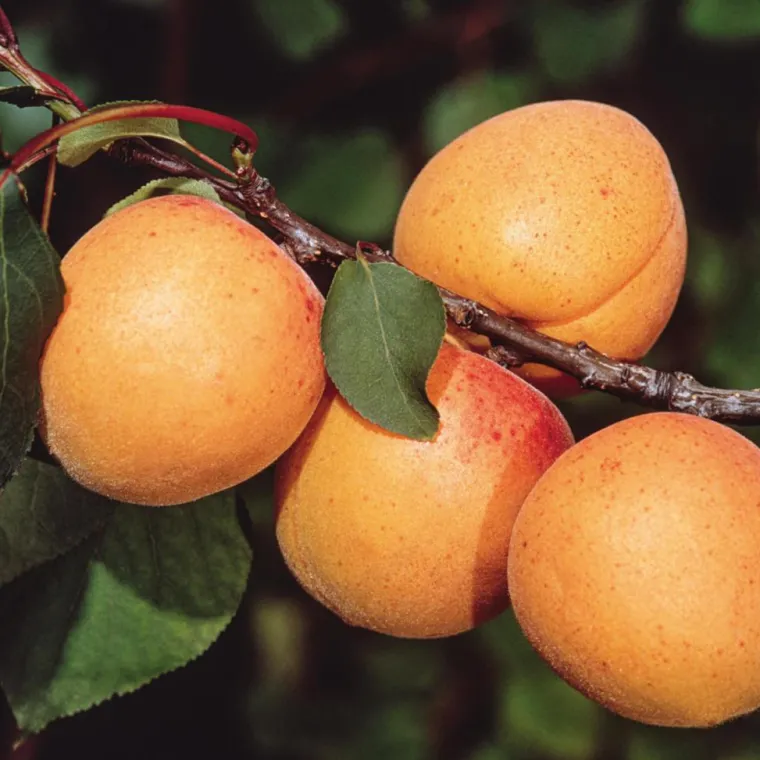 Outlet BOTANIC® Abricotier Pêche De Nancy Bio. Le pot de 15 litres