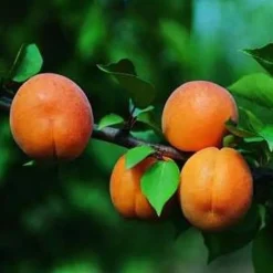 BOTANIC® Abricotier Peche De Nancy Lr. Le pot de 15 litres forme 1/2 tige