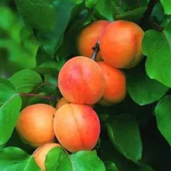 Sale BOTANIC® Abricotier Rouge De Roussillon Bio. Le pot de 12 litres, forme gobelet