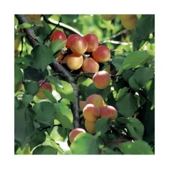 Online BOTANIC® Abricotier Rouge Du Roussillon. Le pot de 12 litres, forme gobelet