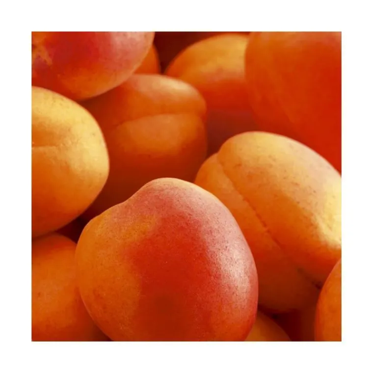 Online BOTANIC® Abricotier Rouge Tardif Delbard ®Delmast. Le pot de 15 litres, forme 1/2 tige