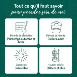 New BOTANIC® Abricotier Rustique Des Pyrenees ® Bourqui Bio. Le pot de 12 litres forme gobelet