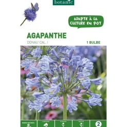 Sale BOTANIC® Agapanthe Donau - bleu - 1 bulbe