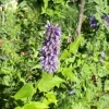 Online Agastache - Le pot de 4 litres