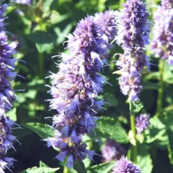 Clearance Agastache (hysope anisée) à fleurs bleues - Le pot de 2 litres