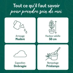 BOTANIC® Aglaonema pot Ø18xH45 cm