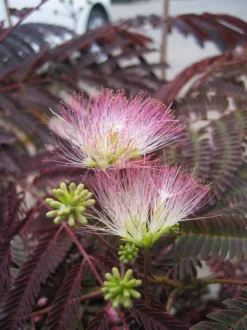 Discount BOTANIC® Albizia Summer Chocolate. Le pot de 15 litres
