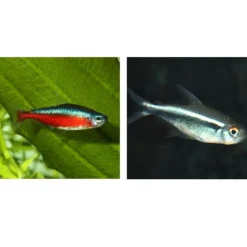 BLUE CORAL Aliment pour poissons de petite taille ProNovo Neon Grano XXS, JBL - 16g 20ml