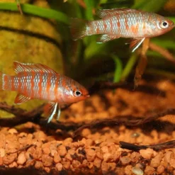 JBL Aliment pour poissons ProNovo Cichlid Grano S, petites tailles - - 52g / 100ml