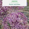 Online BOTANIC® Allium christophii - 5 bulbes