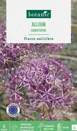 Online BOTANIC® Allium christophii - 5 bulbes
