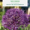 Online BOTANIC® Allium purple sensation en mélange - 3 bulbes