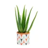 Outlet Aloe vera bio en pot céramique Ø 12 cm