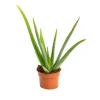 Hot Aloe vera en pot H 30 x Ø 10,5 cm