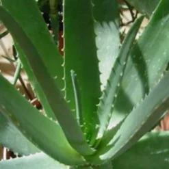 Discount Aloe vera en pot H 65 x Ø 20 cm
