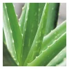 Aloe vera en pot H 20 x Ø 8,5 cm