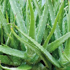 Clearance Aloe Vera. Le pot de 3 litres