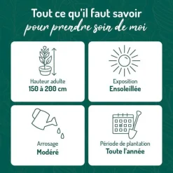 Discount BOTANIC® Althéa - pot 3 L