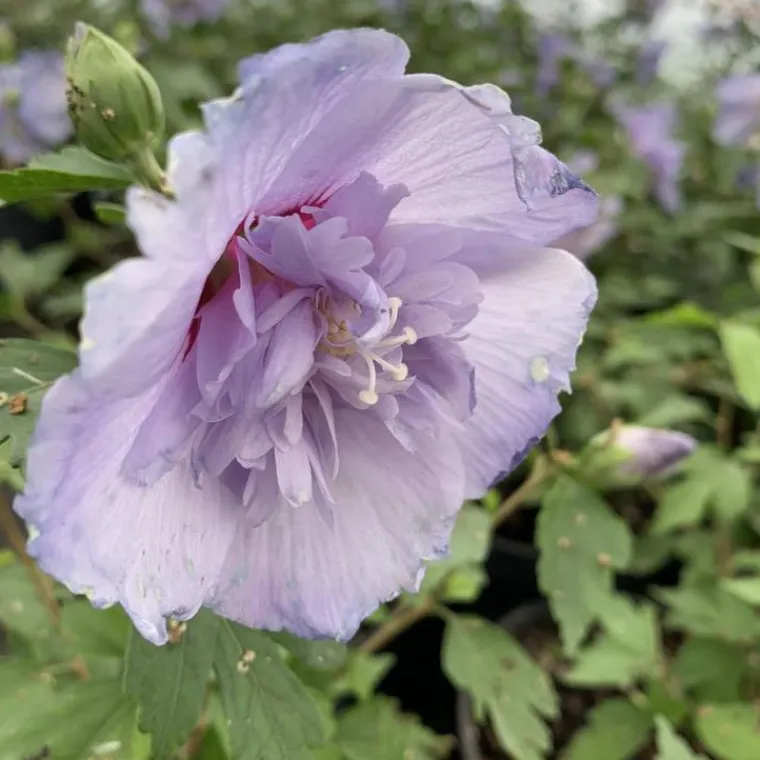 Outlet Althéa Blue Chiffon Notwood3 touffe. Le pot de 4 litres