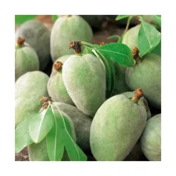 Hot BOTANIC® Amandier Princesse. Le pot de 15 litres forme 1/2 tige