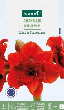 Hot BOTANIC® Amaryllis intérieur Double Dragon - 1 bulbe