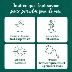 Hot BOTANIC® Anémone du Japon - Le pot de 9 x 9 cm