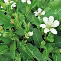 Discount BOTANIC® Anémopsis de Californie godet 9x9 cm