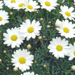 Discount Anthémis ou Fausse Camomille à fleurs multicolores. Le pot de 2,5 litres