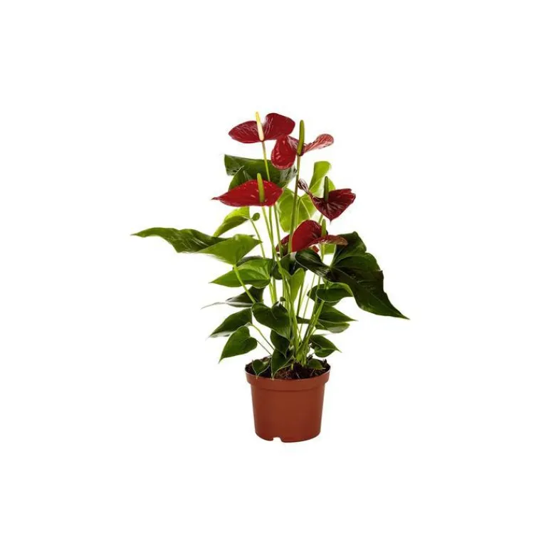 New Anthurium Dakota pot Ø14 cm/ H50 cm