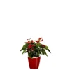 Sale Anthurium et son pot Classico premium Ø 35 rouge