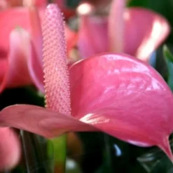 New Anthurium royal champion - Ø 14 cm H 50 cm