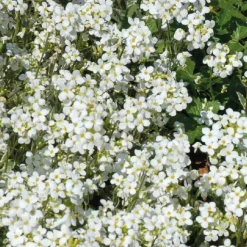 Sale BOTANIC® Arabette Corbeille D'Argent - Le pot de 9 x 9 cm