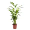Clearance Areca. 80 cm