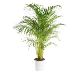 Best Areca. Le pot de 24 cm