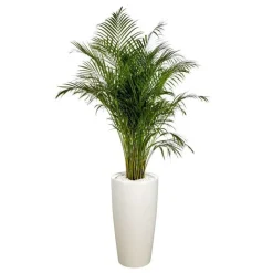 Sale Areca lutescens et son pot Rondo premium Ø 40 blanc