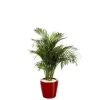 New Areca lutescens et son pot Classico premium Ø 35 rouge