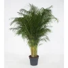Clearance Areca Lutescens pot Ø34 cm/ H200 cm