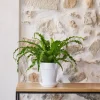 Online BOTANIC® Asplenium Osaka - Pot de Ø 15 cm